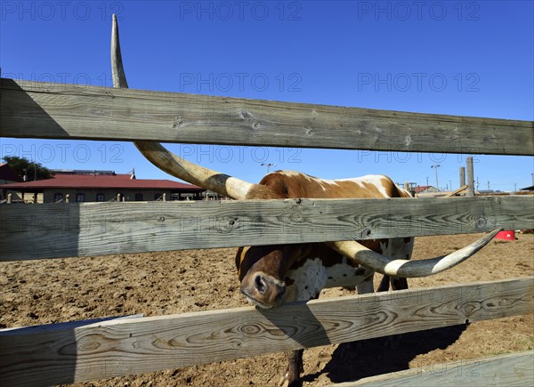 Longhorn domestic cattle behind wooden fence