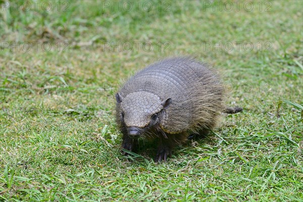 Big hairy armadillo (Chaetophractus villosus) in the grass