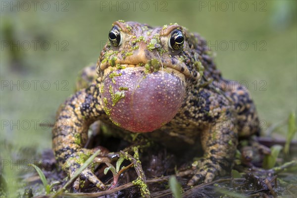 Male American toad (Anaxyrus americanus) calling sac inflated