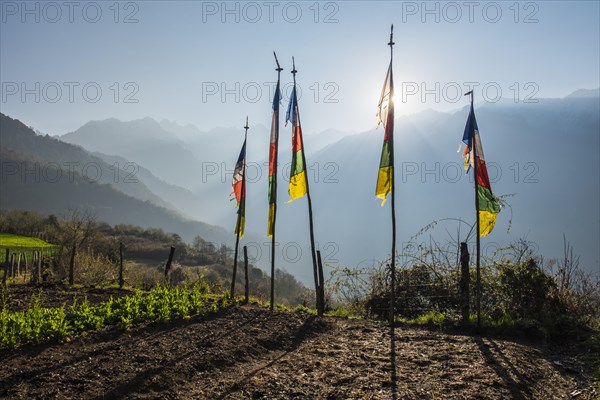 Prayer flags at the edge of the field