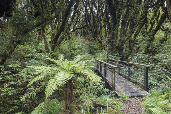 Small bridge along the path