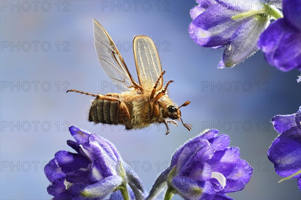 European June beetle (Amphimallon solstitiale)