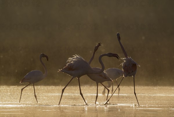 Greater Flamingo (Phoenicopterus roseus)