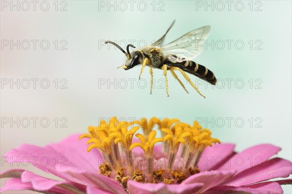 Sweat Bee (Halictus scabiosae)