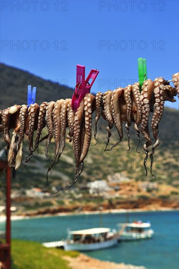 Hanged octopus dries on leash