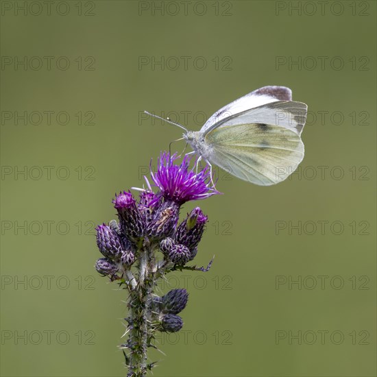 Cabbage butterfly (Pieris brassicae)