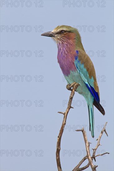 Lilac-breasted roller (Coracias caudatus) sits on branch