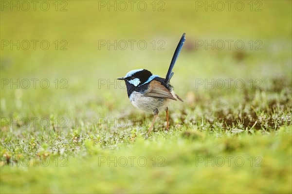 Superb fairy-wren (Malurus cyaneus) male