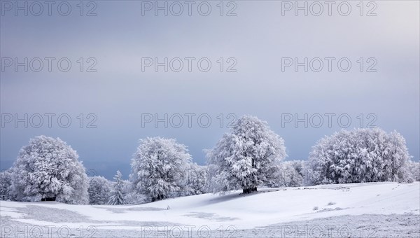Winter landscape with frozen trees
