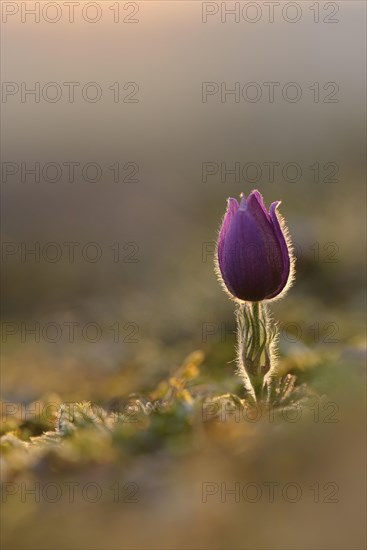 Common pasque flower (Pulsatilla vulgaris) at dusk