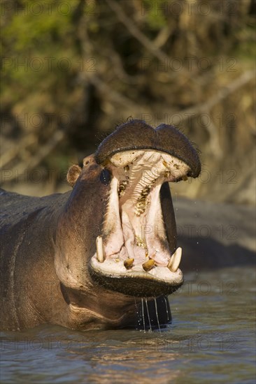 Hippopotamus (Hippopotamus amphibius)