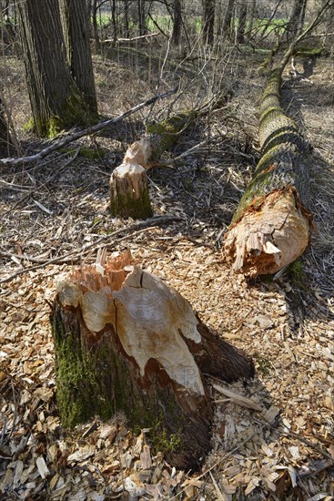 Fallen down tree