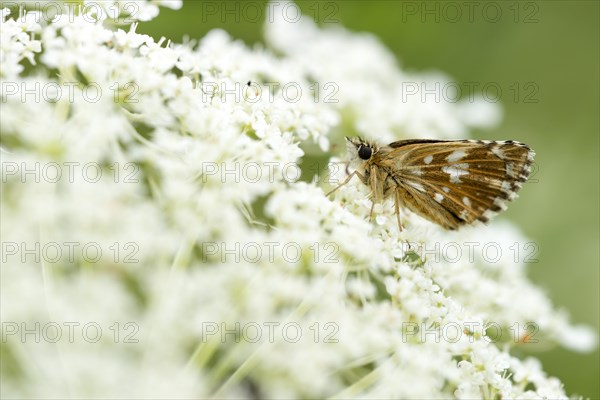 Grizzled Skipper (Pyrgus malvae)