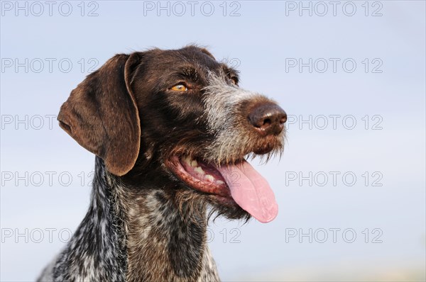 German Wirehaired Pointer