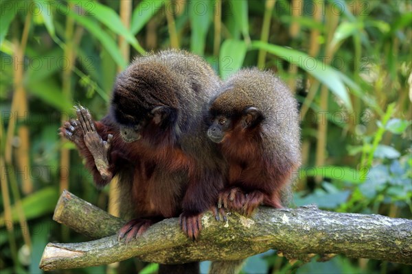 Coppery titi (Plecturocebus cupreus)