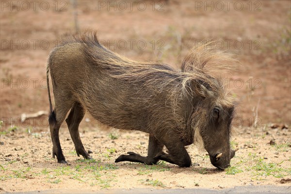 Warthog (Phacochoerus aethiopicus)