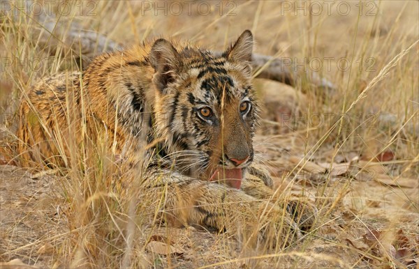 Bengal tiger (Panthera tigris tigris)