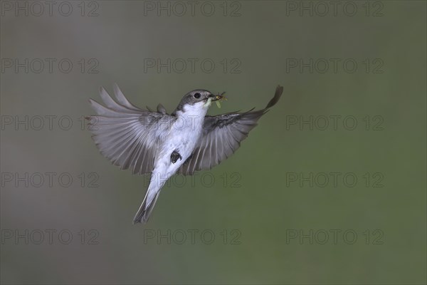 European Pied Flycatcher (Ficedula hypoleuca)