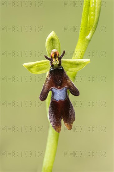 Fly orchid (Ophrys insectifera)