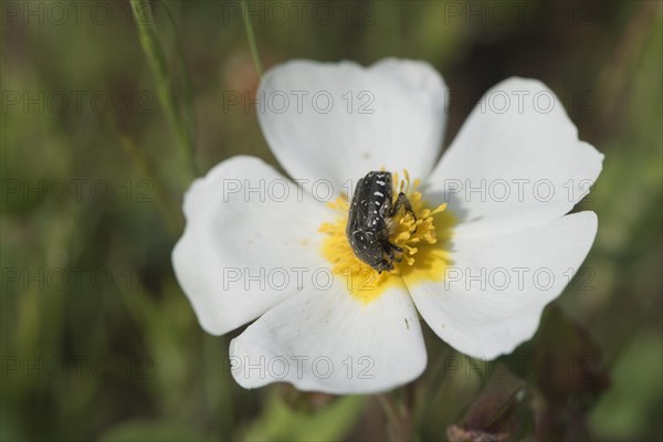 Cistus officinalis with rose beetle (Oxythyrea funesta)