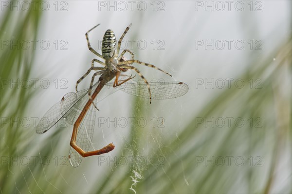 Wasp spider (Argiope bruennichi) with small red damselfly (Ceriagrion tenellum) as prey in spider web