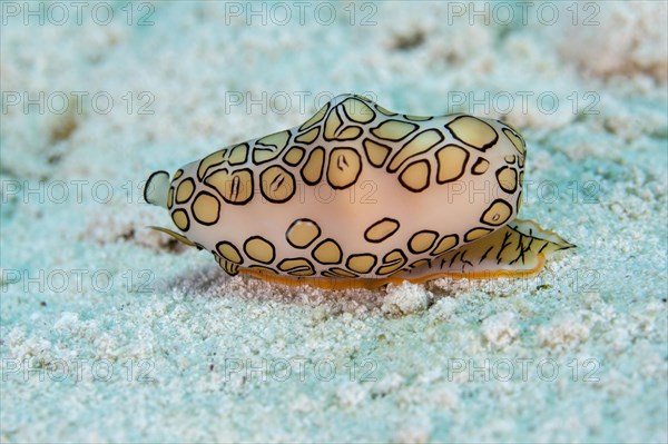 Flamingo tongue snail (Cyphoma gibbosum)