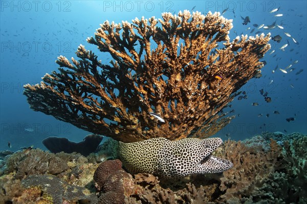 Laced moray (Gymnothorax favagineus)