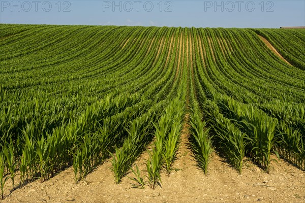 Field of maize