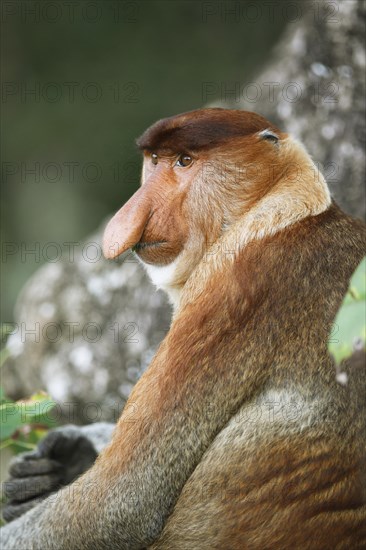 Proboscis monkey (Nasalis larvatus)