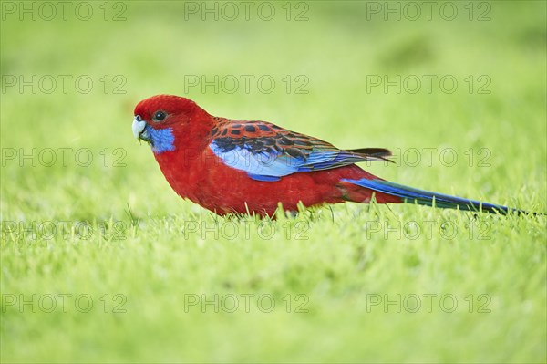 Crimson rosella (Platycercus elegans) on a meadow