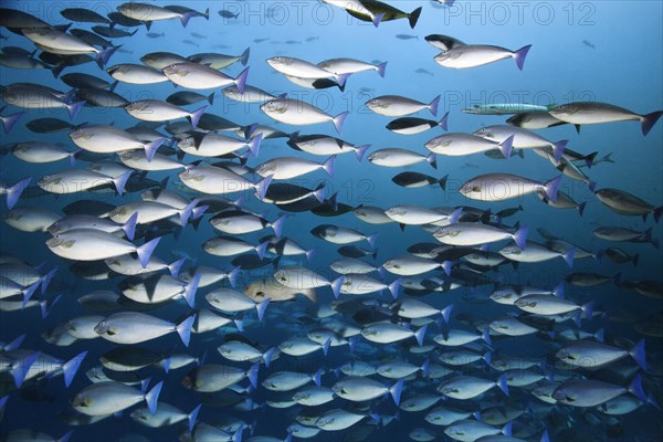 Swarm blue unicorn (Naso caeruleacauda) swimming in the open sea