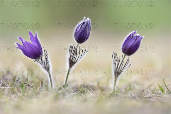 Common pasque flowers (Pulsatilla vulgaris)