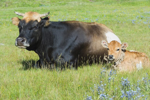 Cow and calf resting in grass