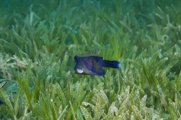 Baby Bluetail Trunkfish (Ostracion cyanurus) swims in the green sea grass