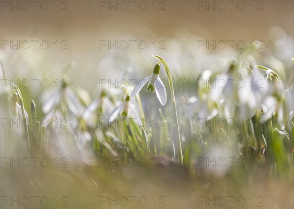 Snowdrop (Galanthus)