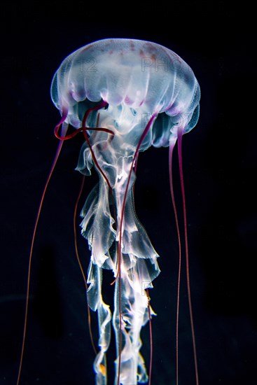 Illuminated purple-striped jellyfish (Chrysaora colorata)