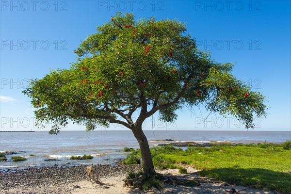 Coral tree (Erythrina)