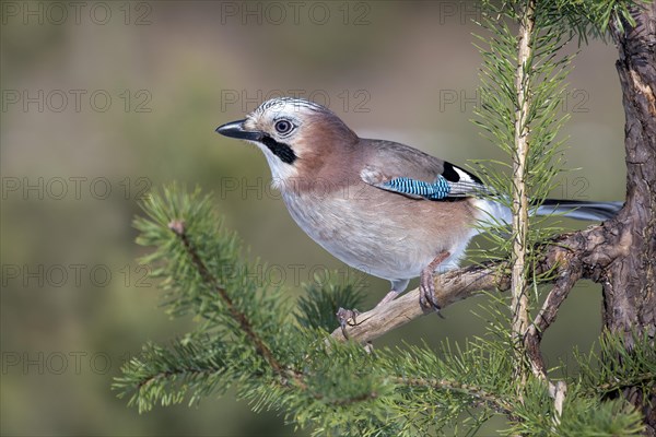 Eurasian jay (Garrulus glandarius) sits on a branch in Pine (Pinus)