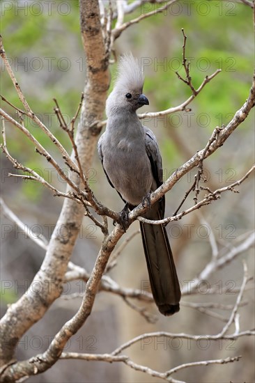 Grey Go-away-bird (Corythaixoides concolor)