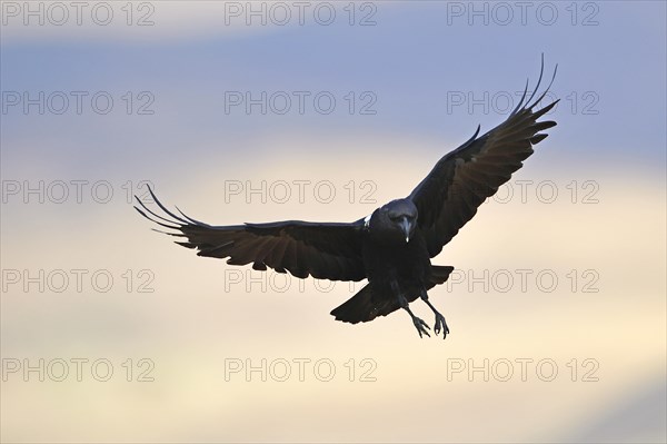 White-necked raven (Corvus albicollis)