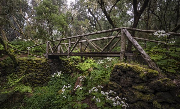 Footpath with wooden bridge in cloud forest