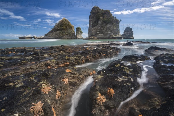 Starfishes on rocky coast