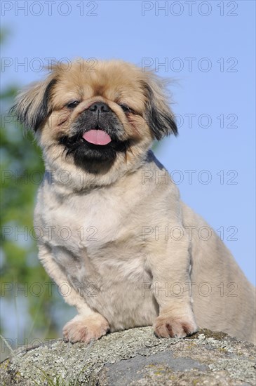 Pekingese