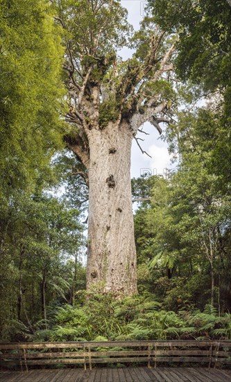 Tane Mahuta