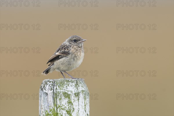 European stonechat (Saxicola rubicola)