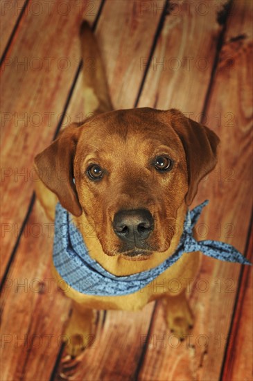 Labrador Retriever