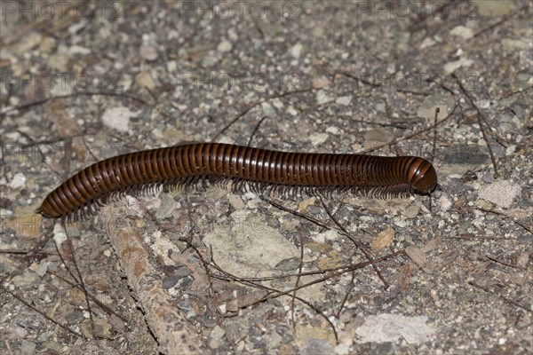 Centipede (Myriapoda)