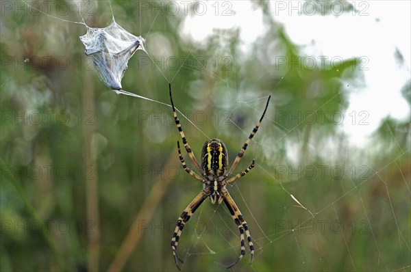 European garden spider (Araneus diadematus) with prey