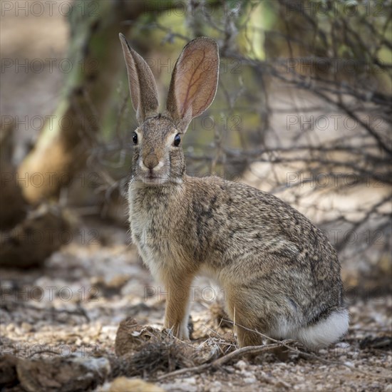 Desert cottontail (Sylvilagus audubonii)