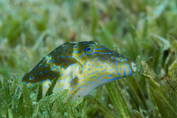 Crowned Puffer (Canthigaster coronata) swim over sea grass